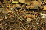 Humaria hemisphaerica image