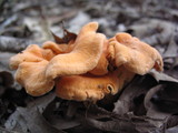 Cantharellus persicinus image