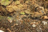 Humaria hemisphaerica image