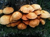 Gymnopilus ventricosus image