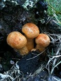 Gymnopilus ventricosus image