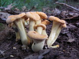 Cantharellus persicinus image