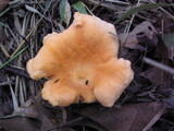 Cantharellus persicinus image