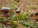 Hygrophorus hypothejus image