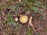Hygrophorus hypothejus image