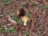 Hygrophorus hypothejus image