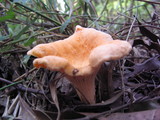 Cantharellus persicinus image