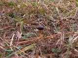 Hygrophorus hypothejus image