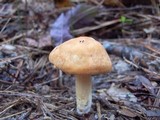 Hygrocybe pratensis image