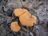 Cantharellus persicinus image