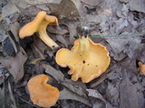 Cantharellus persicinus image