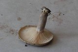 Lactarius pyrogalus image