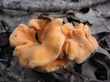 Cantharellus persicinus image