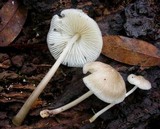 Mycena galericulata image