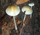 Mycena galericulata image