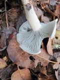 Clitocybe odora image
