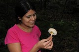 Boletellus ananas image