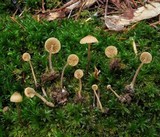 Galerina minima image