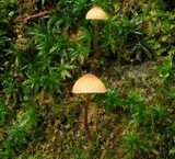 Galerina minima image