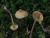 Galerina minima image