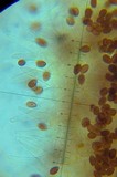 Galerina minima image