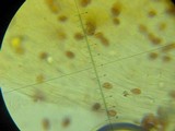 Galerina minima image