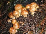 Gymnopilus ventricosus image