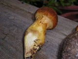 Gymnopilus ventricosus image