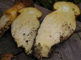 Gymnopilus ventricosus image