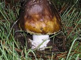 Amanita augusta image