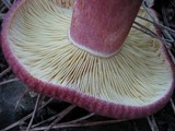 Tricholomopsis rutilans image