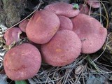 Tricholomopsis rutilans image