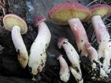 Tricholomopsis rutilans image