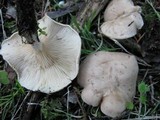 Clitocybe rivulosa image
