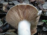 Entoloma sinuatum image