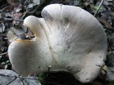 Entoloma sinuatum image