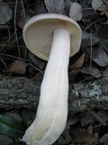 Entoloma sinuatum image