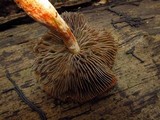 Leratiomyces squamosus image