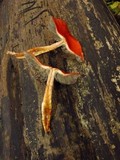 Leratiomyces squamosus image