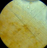 Galerina minima image