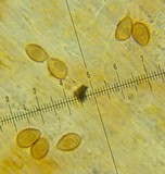 Galerina minima image