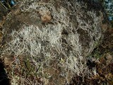 Thamnolia vermicularis ssp. vermicularis image