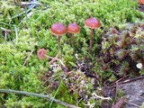 Psilocybe montana image