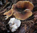 Royoporus badius image