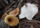 Royoporus badius image