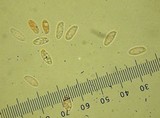 Royoporus badius image