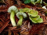 Hygrocybe virescens image