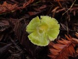 Hygrocybe virescens image