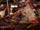 Micromphale sequoiae image