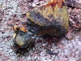 Gastroboletus turbinatus image